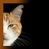 Аватары Животные animal0274.jpg