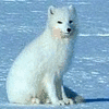Аватары Животныеanimal1108.gif