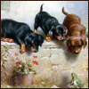 Аватары Животныеanimal1227.gif