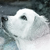 Аватары Животныеanimal1230.gif
