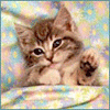 Аватары Животныеanimal1232.gif
