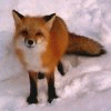 Аватары Животныеanimal1238.gif