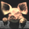 Аватары Животныеanimal1245.gif