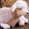 Аватары Животныеanimal1250.gif