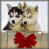 Аватары Животныеanimal1251.gif