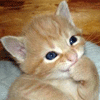 Аватары Животныеanimal1270.gif