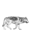 Аватары Животныеanimal1280.gif