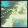 Аватарка Аниме anime0070.gif
